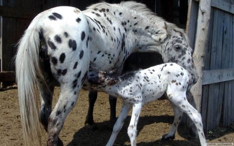 baba_es_csiko.jpg baba_es_csiko.jpg