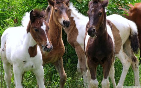 kiscsikok.jpg kiscsikok.jpg