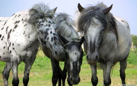 lo-050.jpg lo-050.jpg